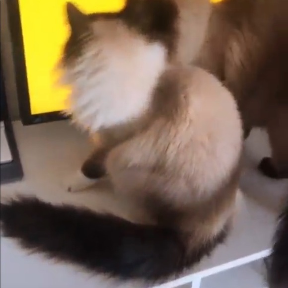 Meet your Posher, Sailaja - Picture 1 of 1